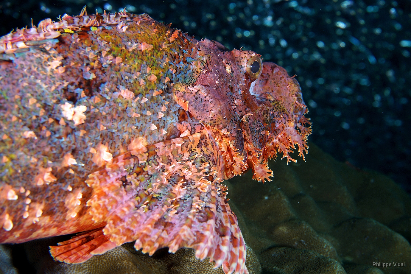 Birmanie - Mergui - 2018 - DSC03185 - Tasseled scorpionfish - Poisson scorpion a houpe - Scorpaenopsis oxycephala.jpg